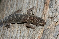 Christinus marmoratus