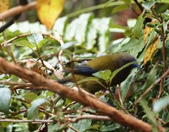 Anthornis melanura melanura