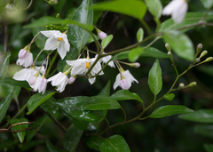 Solanum laxum