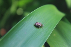 Calotheca