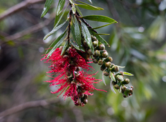 Melaleuca citrina