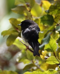 Petroica macrocephala macrocephala