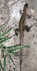 Ameiva praesignis