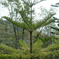 Araucaria