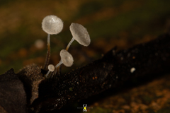 Gloiocephala