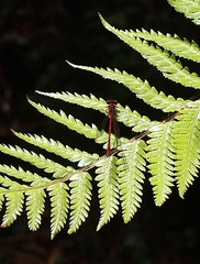 Xanthocnemis zealandica