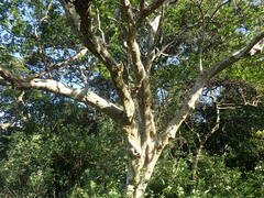 Heteropyxis natalensis