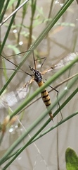 Nephrotoma australasiae