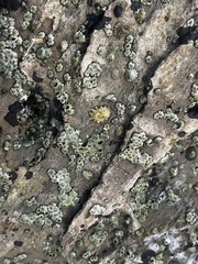 Balanomorpha