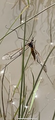 Nephrotoma australasiae