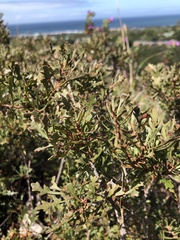 Morella quercifolia