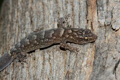 Christinus marmoratus