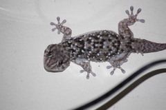 Chondrodactylus turneri