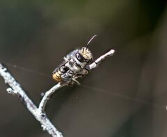 Eutricharaea