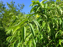 Sclerocroton integerrimus