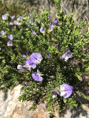 Psoralea aculeata