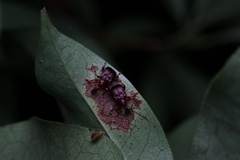 Heterapoderus