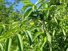 Sclerocroton integerrimus