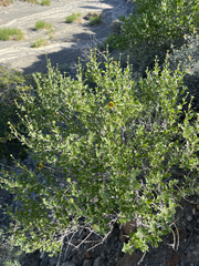 Encelia palmeri