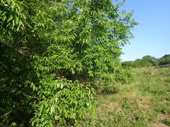 Sclerocroton integerrimus