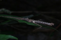 Neohirasea