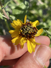 Encelia palmeri