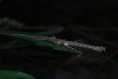 Neohirasea