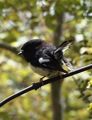 Petroica macrocephala macrocephala