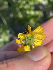 Encelia palmeri