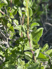 Encelia palmeri