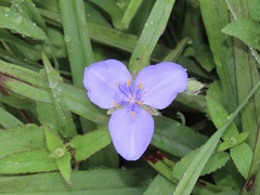 Tradescantia