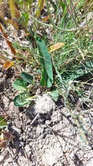 Euphorbia tuberosa
