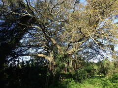 Ficus natalensis