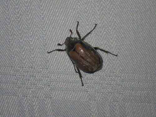 Photo of Large Wattle Chafer (Pegylis sommeri)
