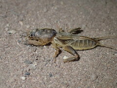 Gryllotalpa africana