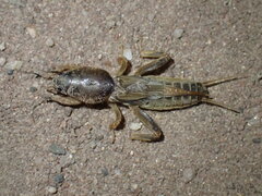 Gryllotalpa africana