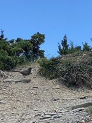 Trochalopteron morrisonianum