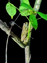 Trachycephalus typhonius