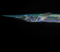 Tylosurus crocodilus fodiator