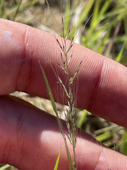 Muhlenbergia microsperma