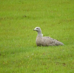 Cereopsis novaehollandiae