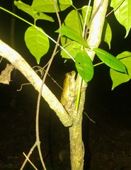 Trachycephalus typhonius