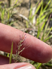 Muhlenbergia microsperma