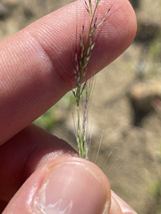 Muhlenbergia microsperma