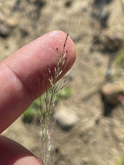Muhlenbergia microsperma