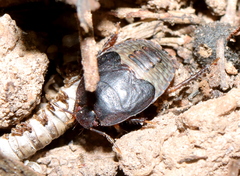 Geotomini