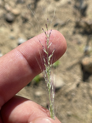 Muhlenbergia microsperma