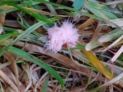 Laetisaria roseipellis