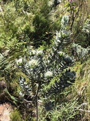 Xiphotheca fruticosa