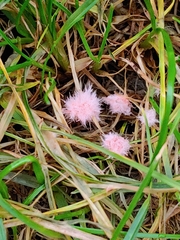 Laetisaria roseipellis